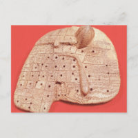 Modell der Schafsleber