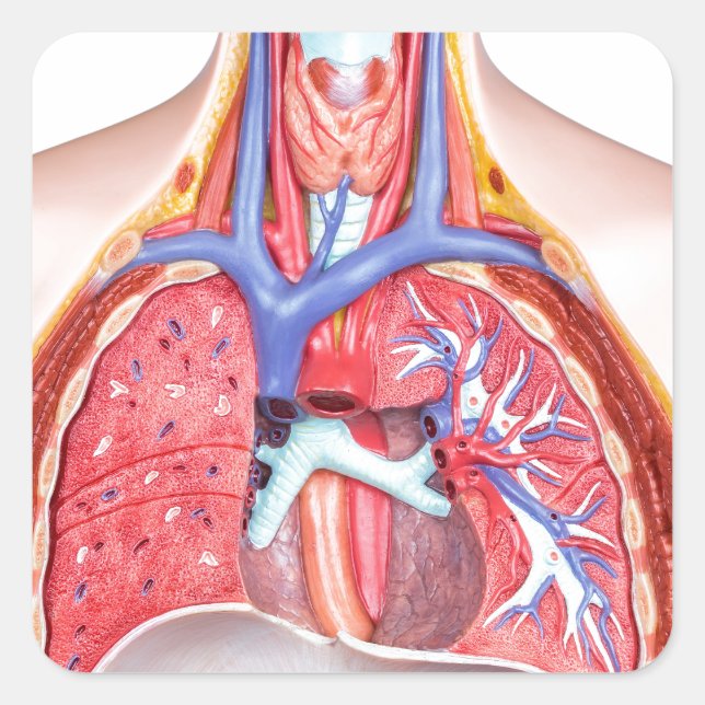 Modell des inneren menschlichen Körpers auf weißem Quadratischer Aufkleber (Vorderseite)