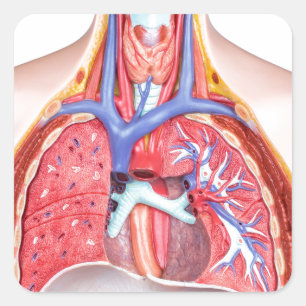 Modell des inneren menschlichen Körpers auf weißem Quadratischer Aufkleber