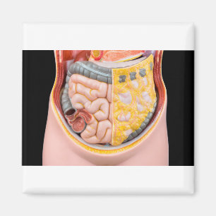 Modell des menschlichen Abdomens mit Darm Magnet