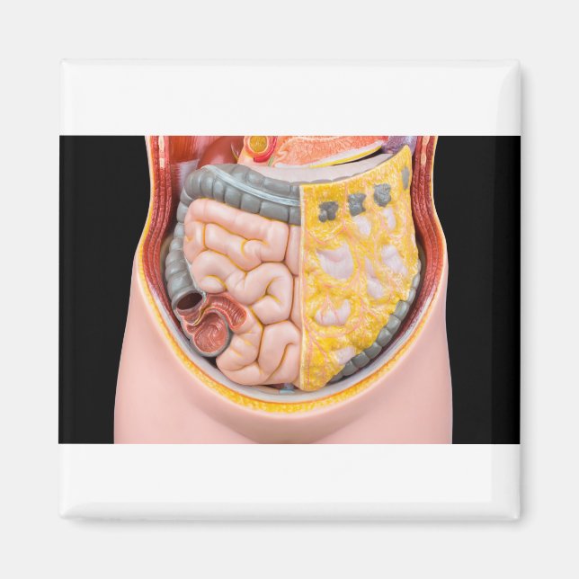 Modell des menschlichen Abdomens mit Darm Magnet (Vorne)