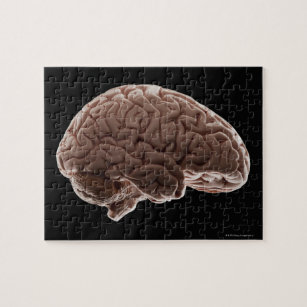 Modell des menschlichen Gehirns, Studio-Aufnahme Puzzle