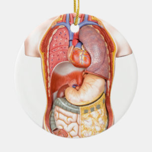Modell des menschlichen Körpers mit den Organen Keramik Ornament