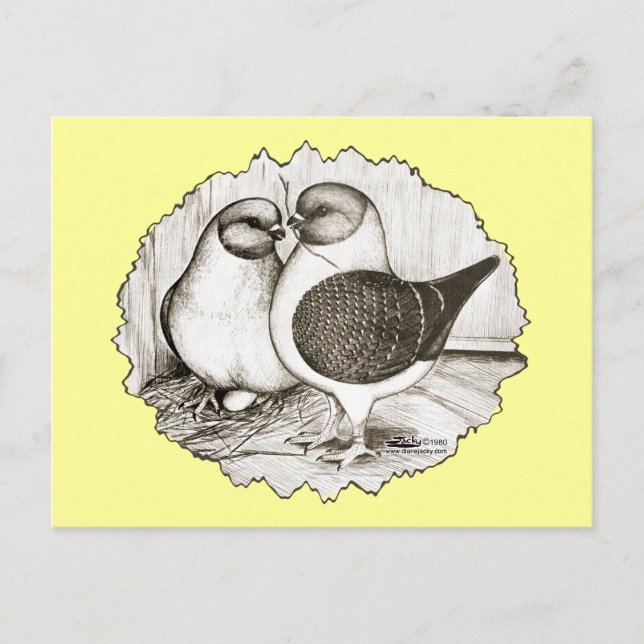 Modena Gazzi Pigeons Postkarte (Vorderseite)