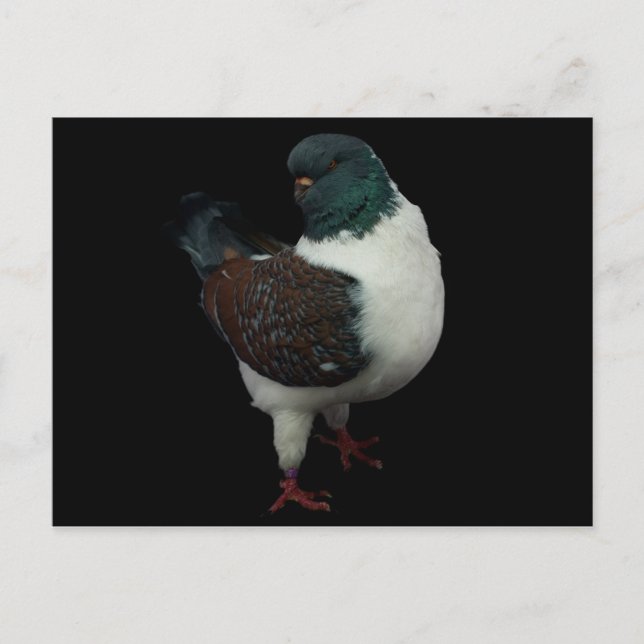 Modena Pigeon Postcard Postkarte (Vorderseite)