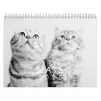Modern Cute Funny Pet Kitten Cat Fotos