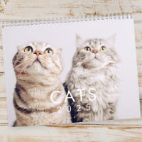 Modern Cute Funny Pet Kitten Cat Fotos