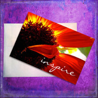 Moderne Red Gerber Daisy Blume Inspiriere Skript