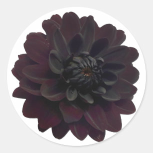 Moderne schwarze Dahlie-mit BlumenBlume Runder Aufkleber