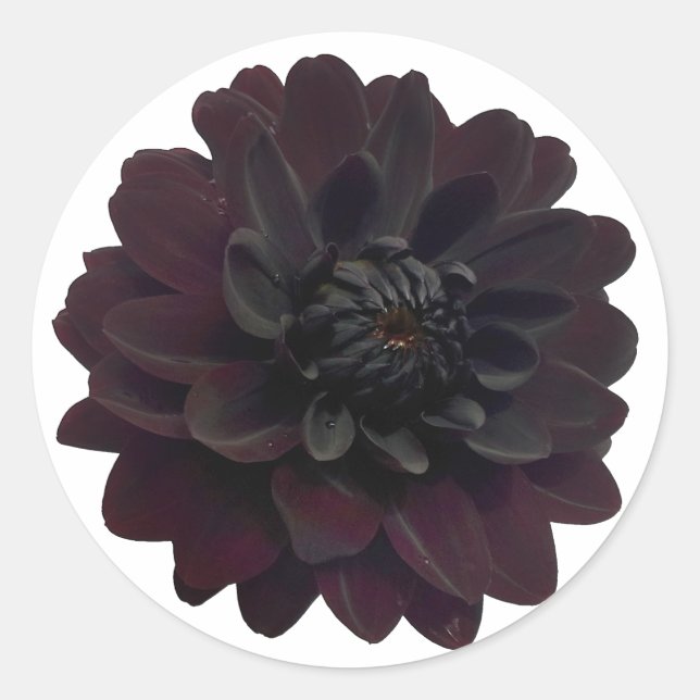 Moderne schwarze Dahlie-mit BlumenBlume Runder Aufkleber (Vorderseite)