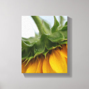 Moderne Sommersonnenblüten gekreist Leinwand Print