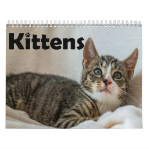 Moderne süße Haustier Kätzchen Katze Fotos Jährlic Kalender