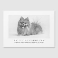 Moderne und einfache Fotos dank Vet Nurses