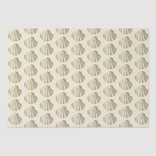 Moderne Vintage Beige-Braun-Muscheln auf Creme Seidenpapier (Vorderseite)