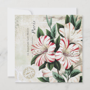 moderne Vintage französische Amaryliden