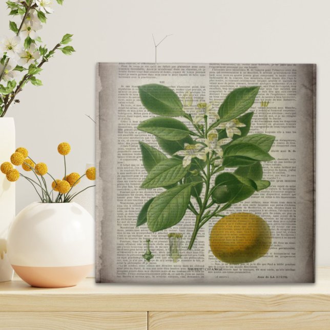 moderne Vintage französische botanische Kunstorang Fliese (modern vintage french country botanical art orange ceramic tile)
