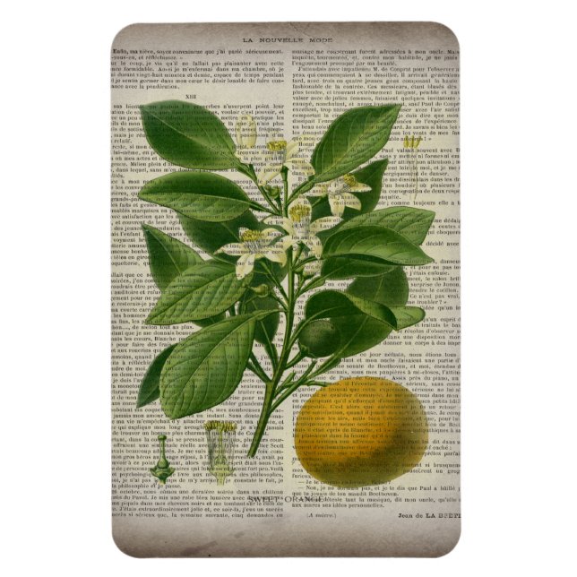 moderne Vintage französische botanische Kunstorang Magnet (Vertikal)
