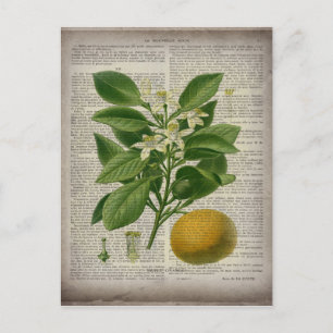 moderne vintage-französische Landhausbotanik Kunst Postkarte