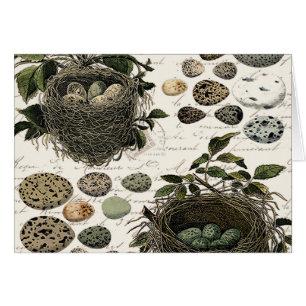 Moderne Vintage französische Vogelnester und -eier