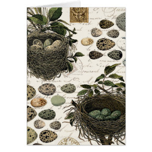Moderne Vintage französische Vogelnistern und Eier