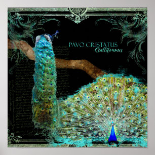 Moderne Vintage-Pfau Elegante Wandkunst Poster
