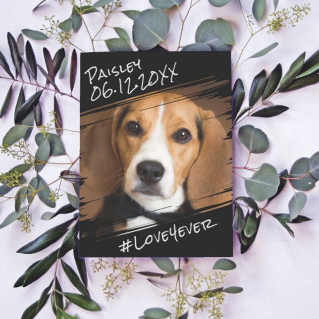 Moderner Chic Elegant Einfach Schwarzer Haustier H Postkarte (Von Creator hochgeladen)