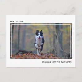 Moderner Motivierend Hund Abschluss Herzlichen Glü Postkarte