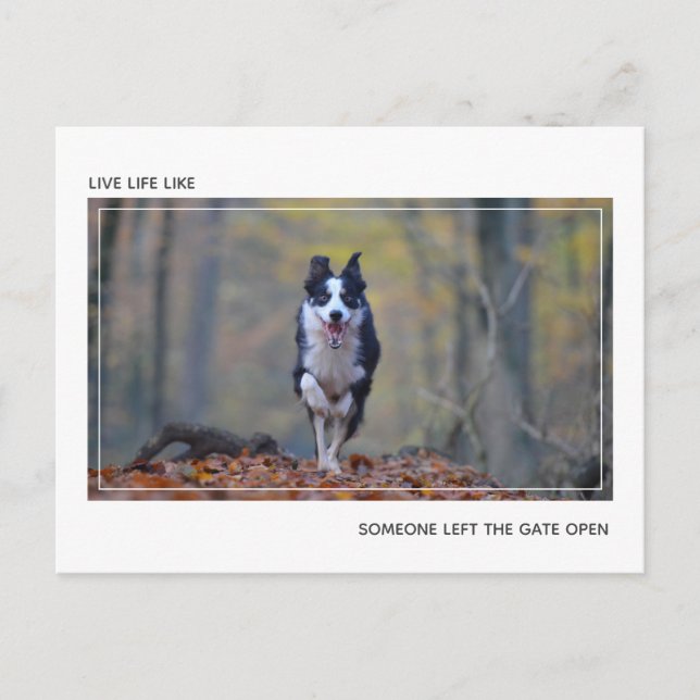 Moderner Motivierend Hund Abschluss Herzlichen Glü Postkarte (Vorderseite)