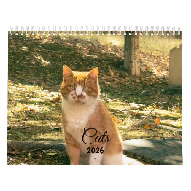 Moderner süßer lustiger Haustier Kätzchen Katzen F Kalender (Titelbild)