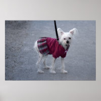 Modischer Powderpuff