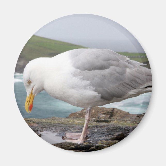 Moewe Magnet (Vorne)