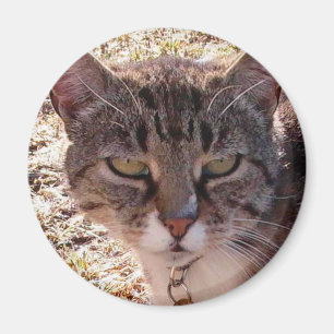 MOGGY MAGNET