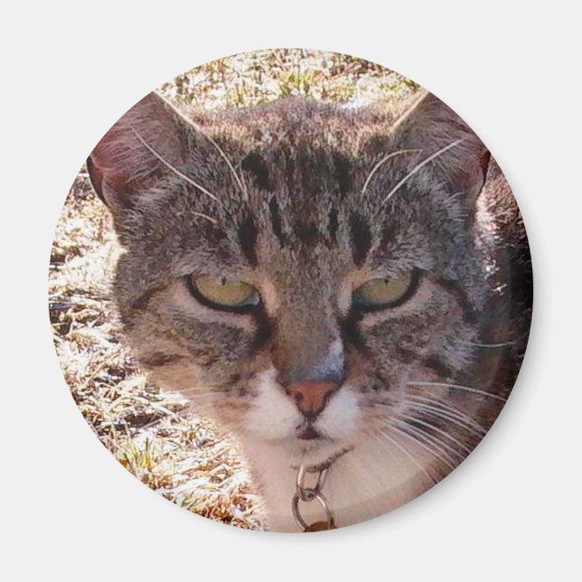 MOGGY MAGNET (Vorne)