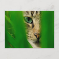 Moggy Playing Jungle