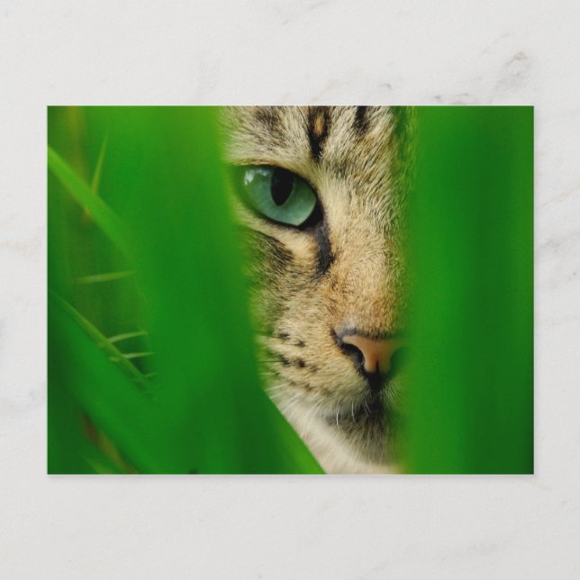 Moggy Playing Jungle Postkarte (Vorderseite)