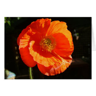 Mohn