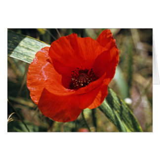 Mohn