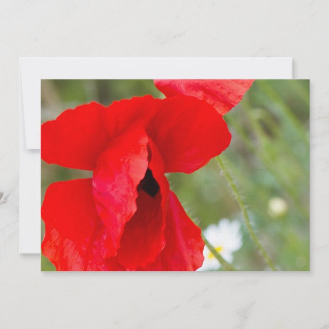 Mohn (Vorderseite)