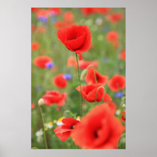 Mohn 2012 poster