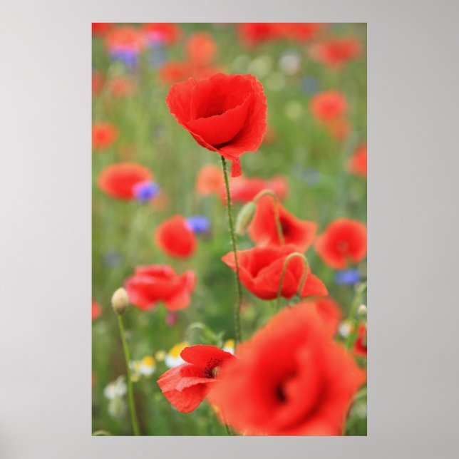Mohn 2012 poster (Vorne)