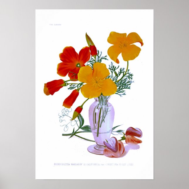 Mohn aus Kalifornien (Escholzia californica) Poster (Vorne)