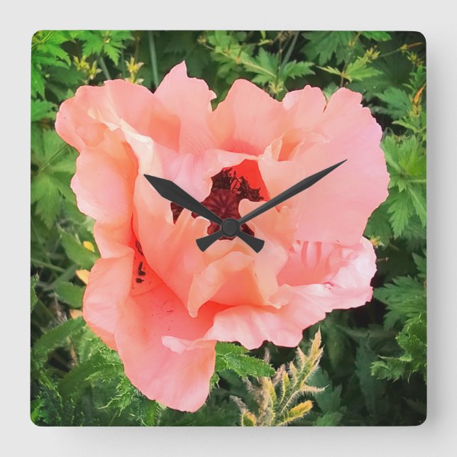 Mohn aus Single Quadratische Wanduhr (Vorderseite)