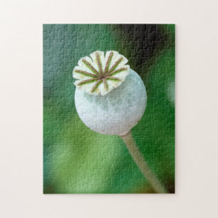 Mohn-Blume-Kopfsaat, Western Kap Puzzle