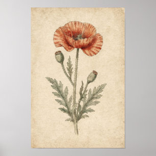 Mohn Botanische Studie auf Elfenbein Poster