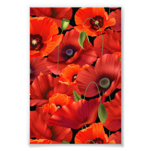 Mohn Fotodruck