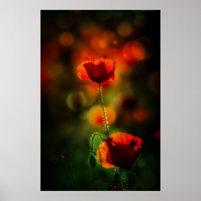 Mohn im Abend Poster (Vorne)