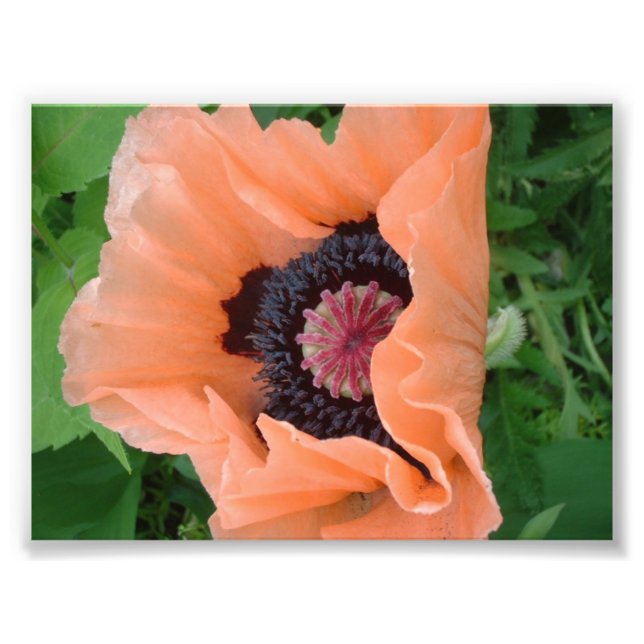 Mohn in Mandarine 2 Fotodruck (Vorne)