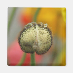 Mohn Magnet