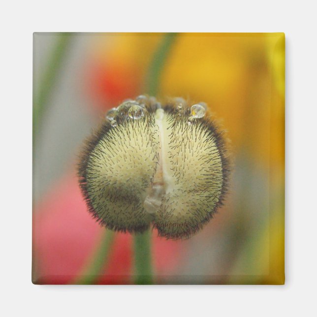 Mohn Magnet (Vorne)