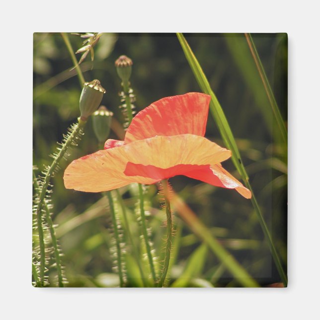 Mohn Magnet (Vorne)